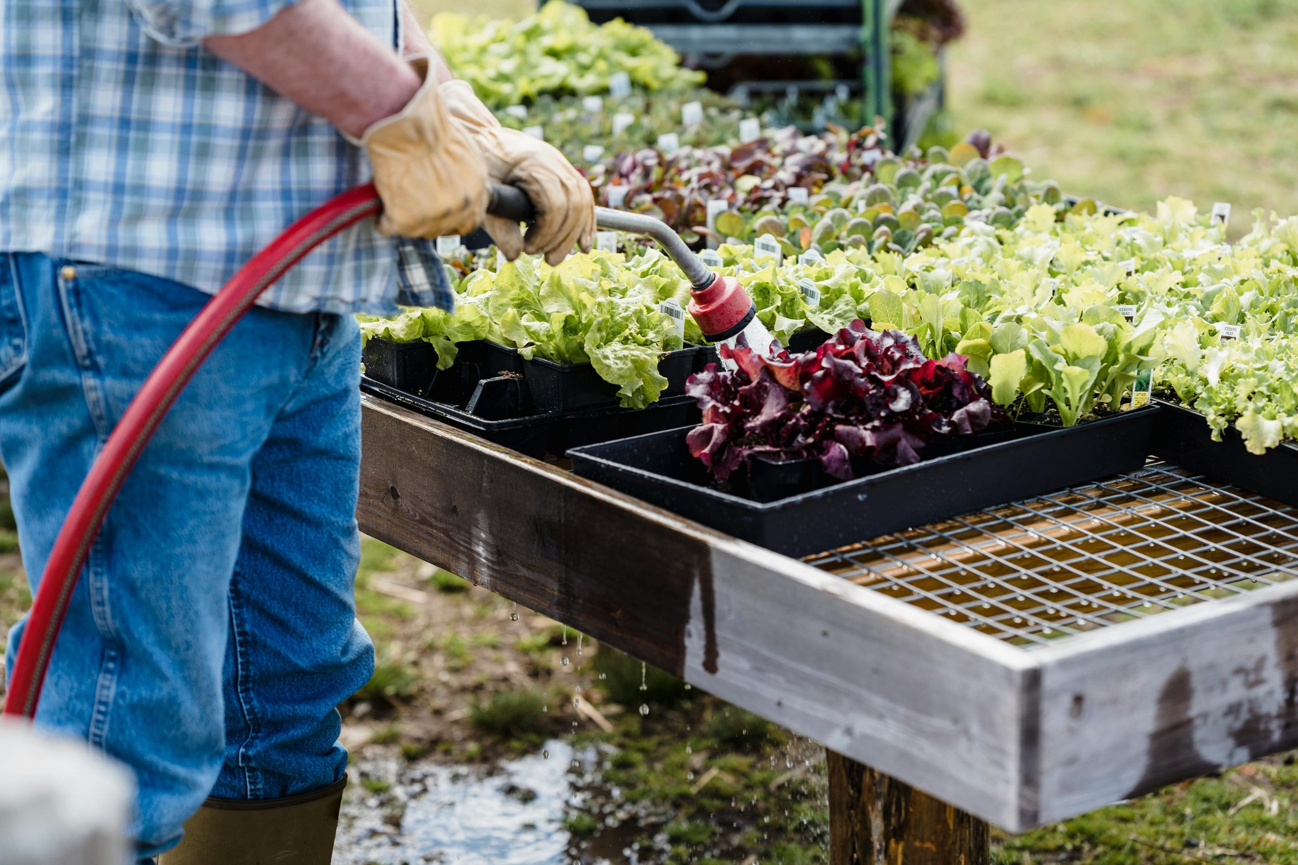 man watering container-grown lettuce with a hose