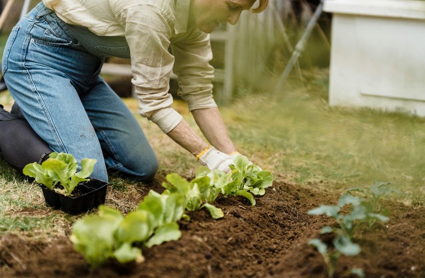 man wearing gloves tending to lettuce plants in his backyard garden
