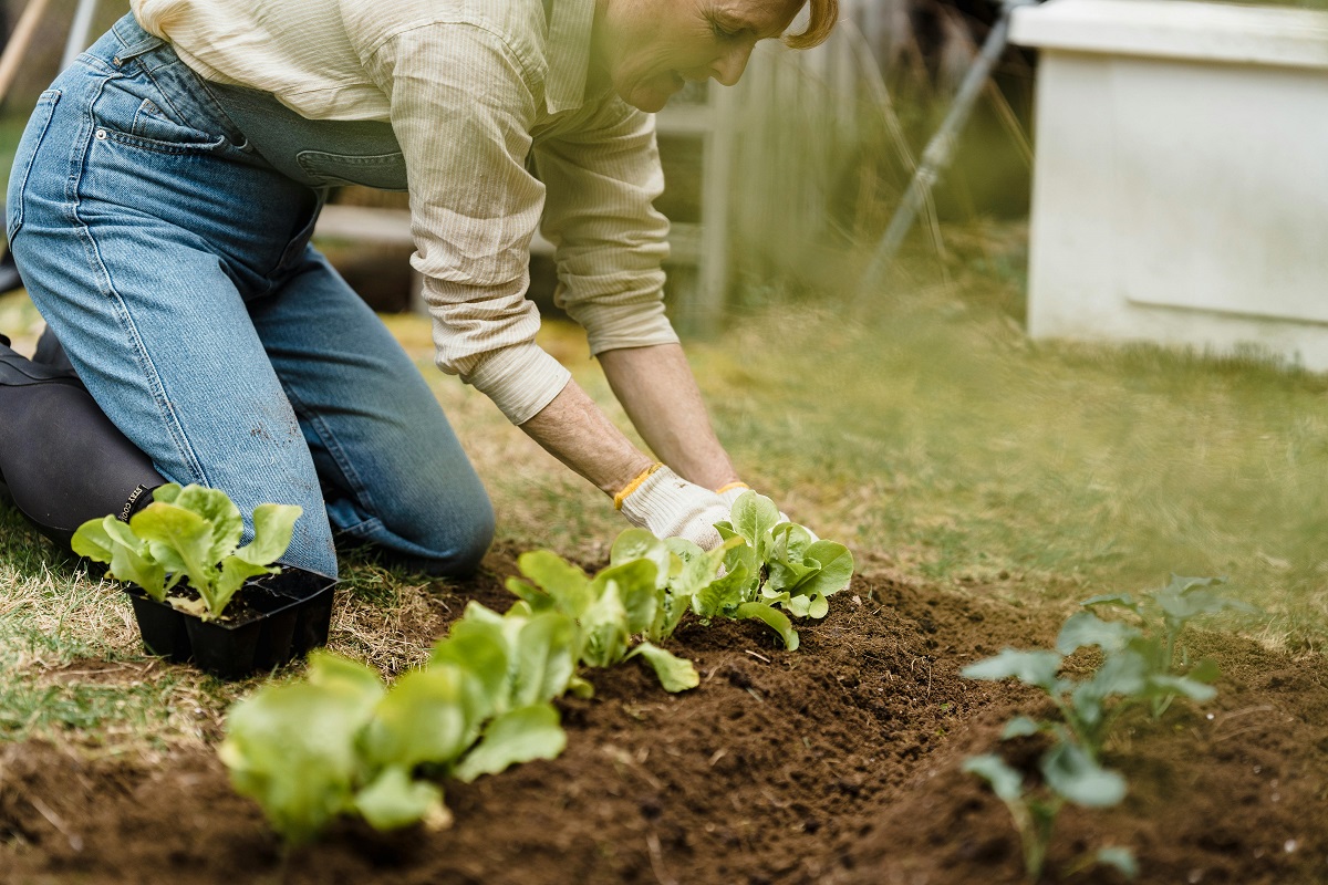 man wearing gloves tending to lettuce plants in his backyard garden