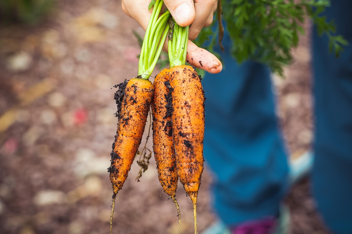 close-up of freshly harvested carrots