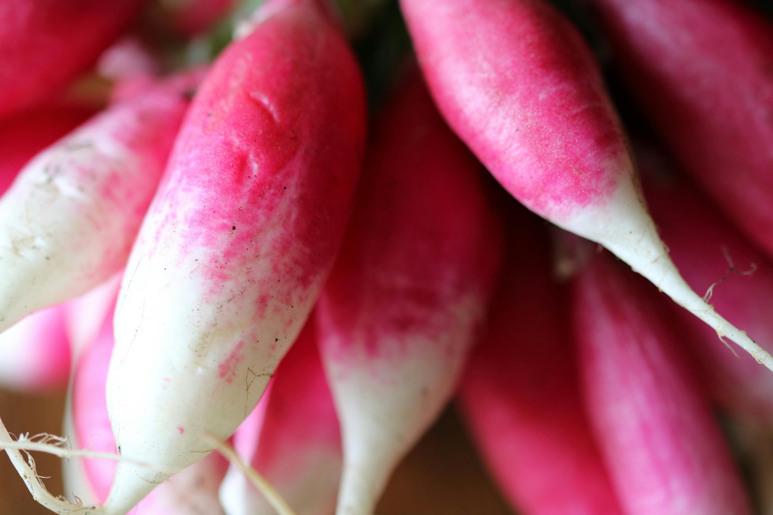 close-up of fresh red radishes